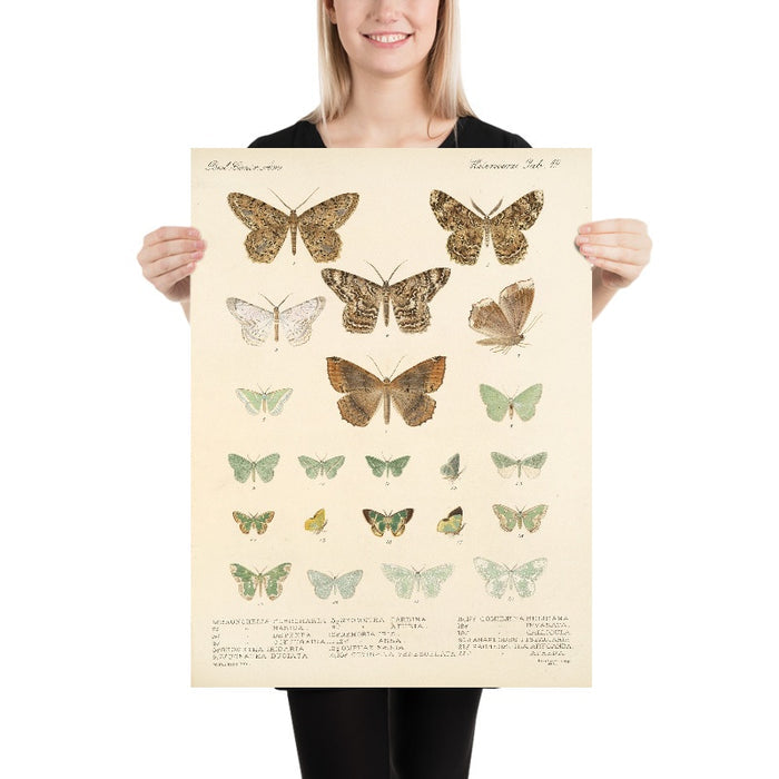 Moths (Lepidoptera: Heterocera, Plate 049) by Frederick DuCane Godman, 1879