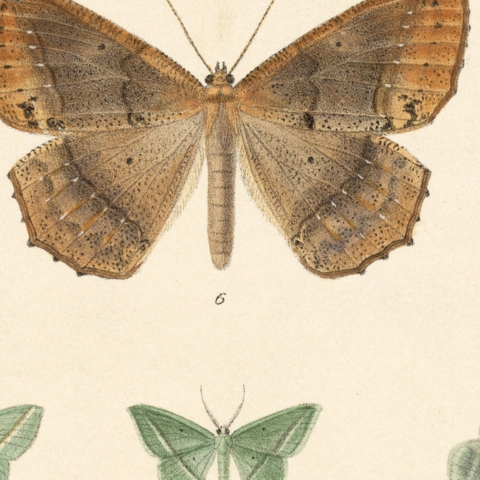 Moths (Lepidoptera: Heterocera, Plate 049) by Frederick DuCane Godman, 1879