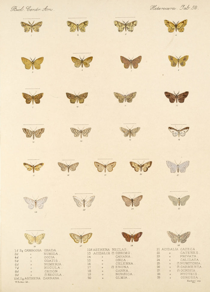 Moths (Lepidoptera-Heterocera, Plate 050) by Frederick DuCane Godman, 1879