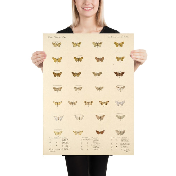 Moths (Lepidoptera-Heterocera, Plate 050) by Frederick DuCane Godman, 1879