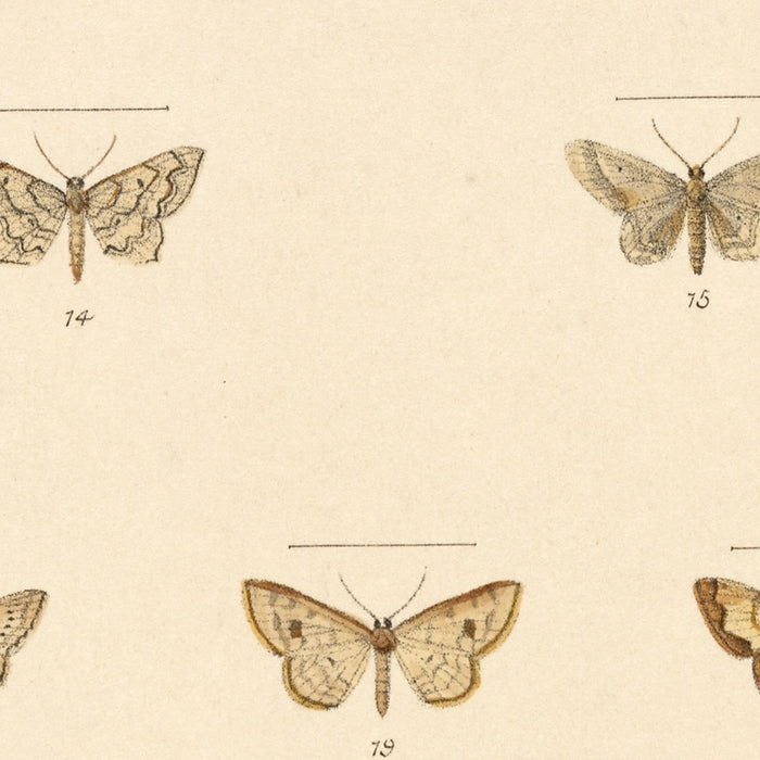 Moths (Lepidoptera-Heterocera, Plate 050) by Frederick DuCane Godman, 1879