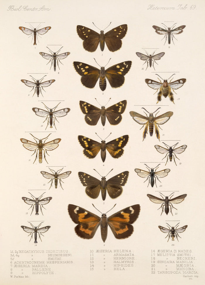 Moths (Lepidoptera: Heterocera, Plate 067) by Frederick DuCane Godman, 1879
