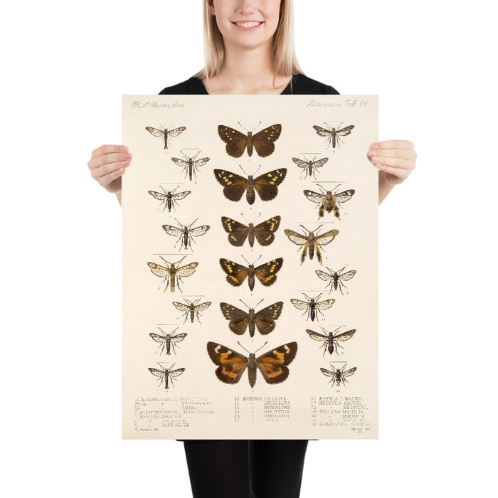 Moths (Lepidoptera: Heterocera, Plate 067) by Frederick DuCane Godman, 1879