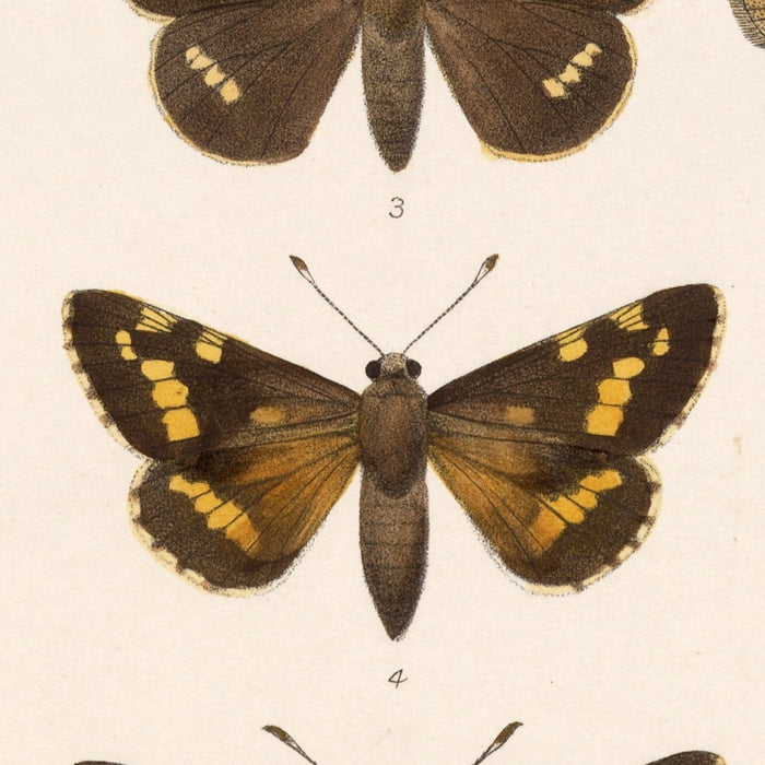 Moths (Lepidoptera: Heterocera, Plate 067) by Frederick DuCane Godman, 1879