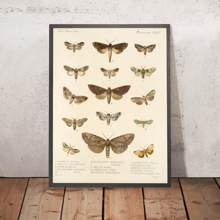 A framed image of