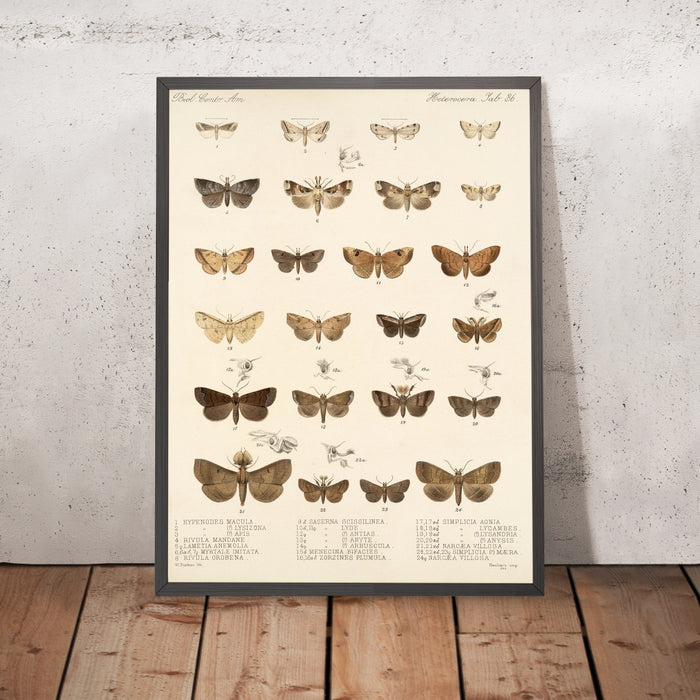 A framed image of