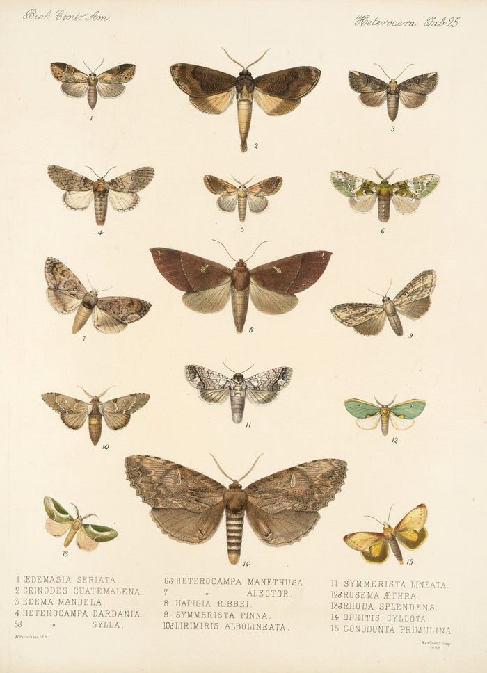 Moths (Lepidoptera: Heterocera, Plate 25) by Frederick DuCane Godman, 1879