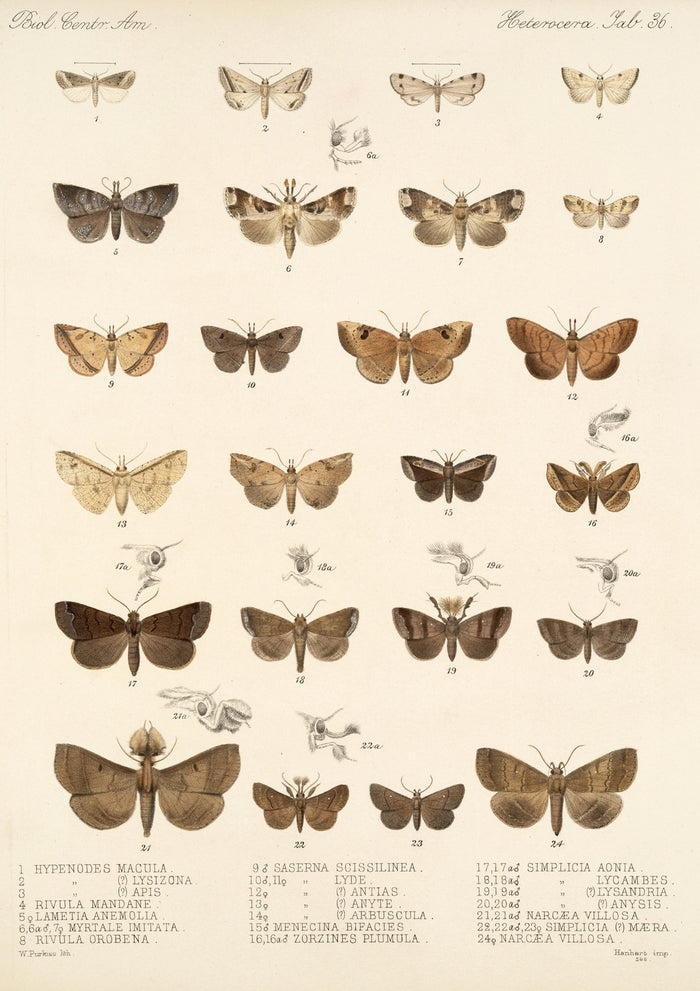 Moths (Lepidoptera: Heterocera, Plate 25) by Frederick DuCane Godman, 1879