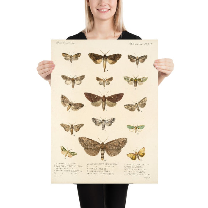 Moths (Lepidoptera: Heterocera, Plate 25) by Frederick DuCane Godman, 1879