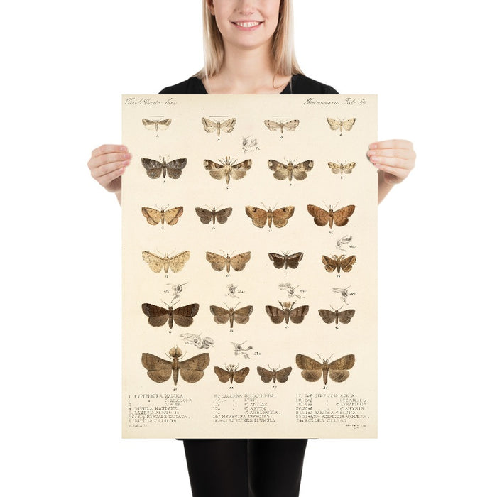 Moths (Lepidoptera: Heterocera, Plate 25) by Frederick DuCane Godman, 1879