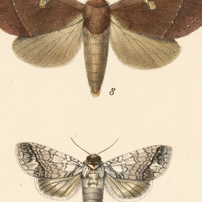 Moths (Lepidoptera: Heterocera, Plate 25) by Frederick DuCane Godman, 1879