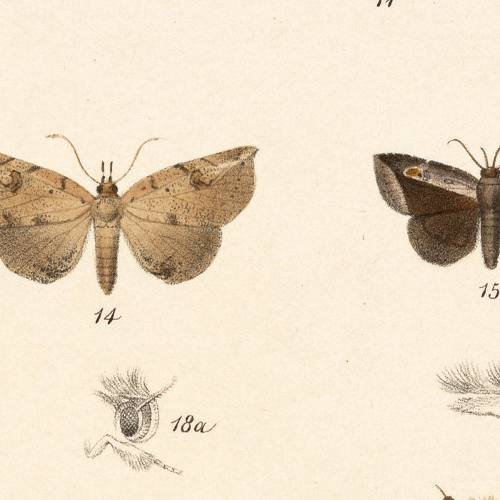 Moths (Lepidoptera: Heterocera, Plate 25) by Frederick DuCane Godman, 1879