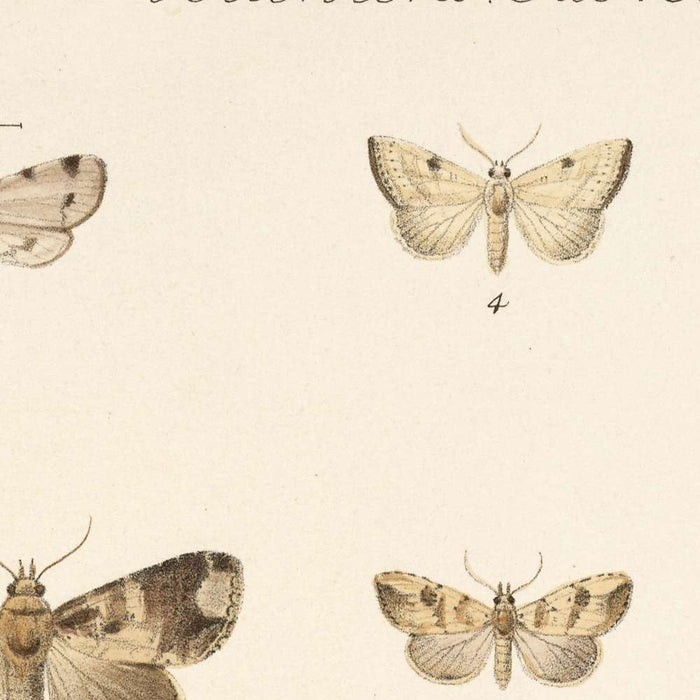Moths (Lepidoptera: Heterocera, Plate 25) by Frederick DuCane Godman, 1879