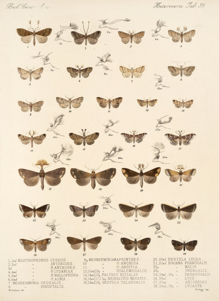 Moths (Lepidoptera: Heterocera, Plate 30) by Frederick DuCane Godman, 1879