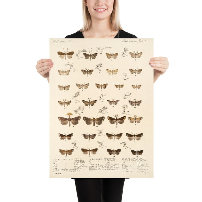 Moths (Lepidoptera: Heterocera, Plate 30) by Frederick DuCane Godman, 1879