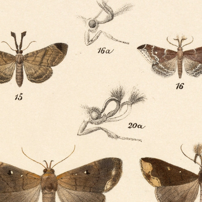 Moths (Lepidoptera: Heterocera, Plate 30) by Frederick DuCane Godman, 1879