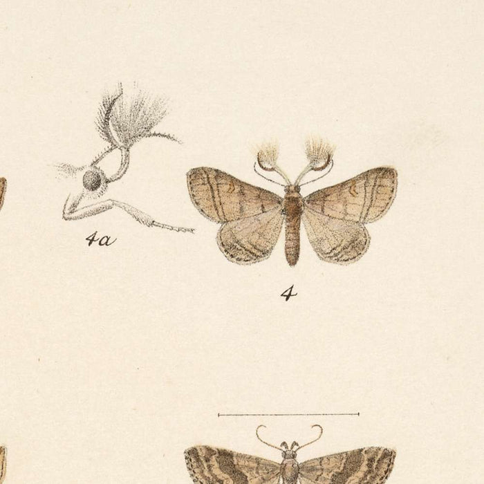 Moths (Lepidoptera: Heterocera, Plate 30) by Frederick DuCane Godman, 1879