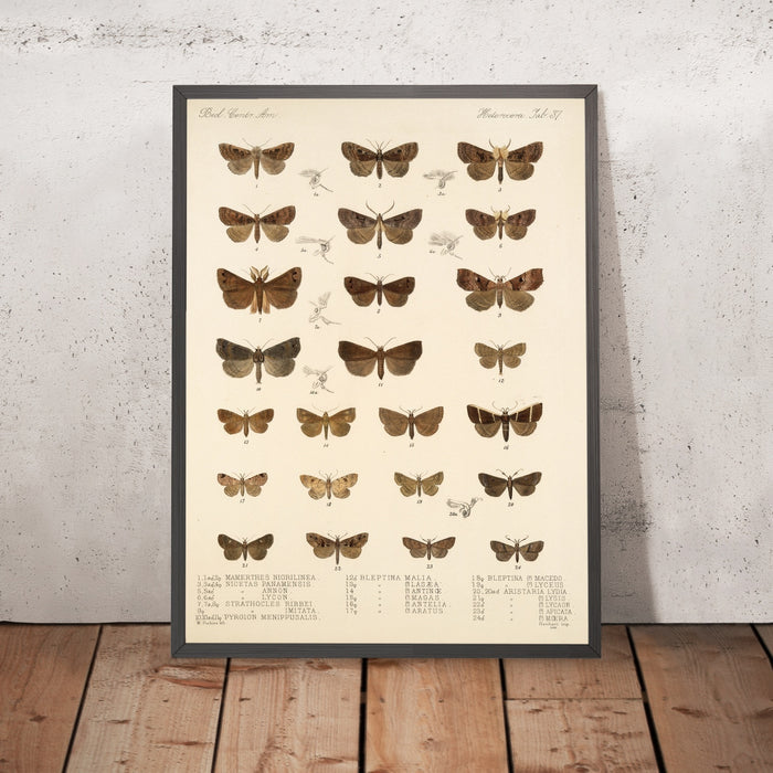A framed image of