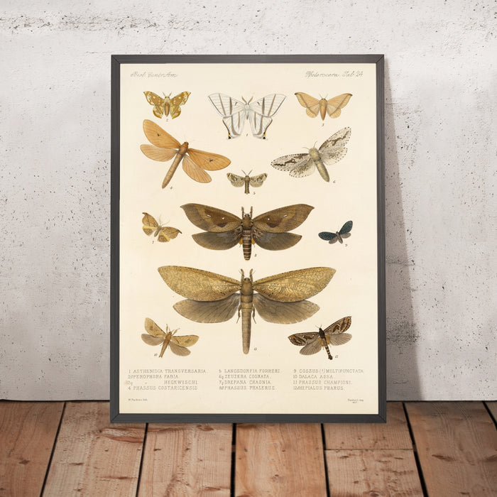 A framed image of