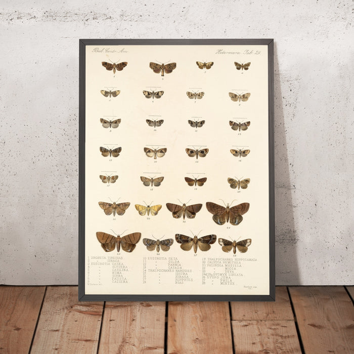 A framed image of