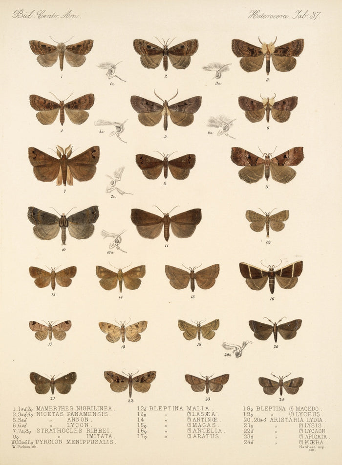 Moths (Lepidoptera-Heterocera, Plate 34) by Frederick DuCane Godman, 1879