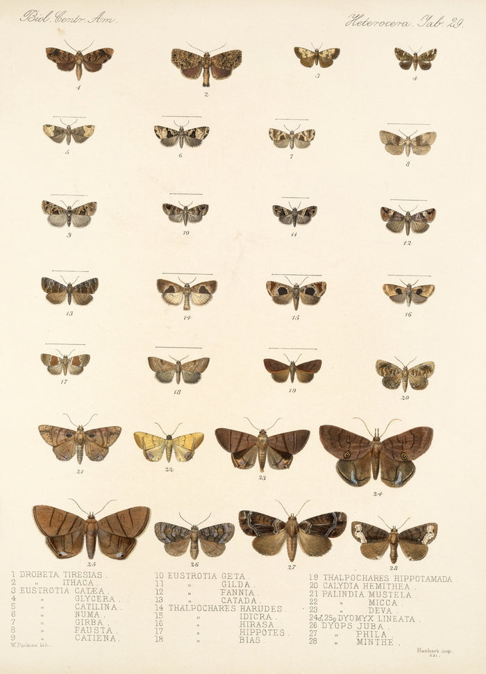 Moths (Lepidoptera: Heterocera, Plate 34) by Frederick DuCane Godman, 1879