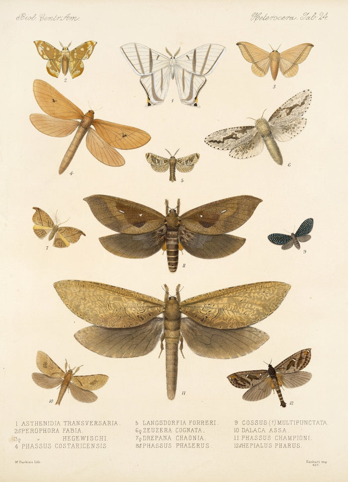Moths (Lepidoptera-Heterocera, Plate 34) by Frederick DuCane Godman, 1879