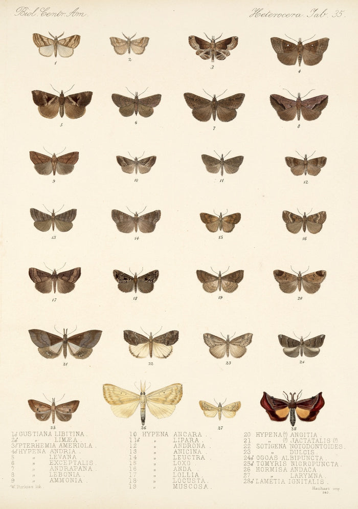 Moths (Lepidoptera-Heterocera, Plate 34) by Frederick DuCane Godman, 1879
