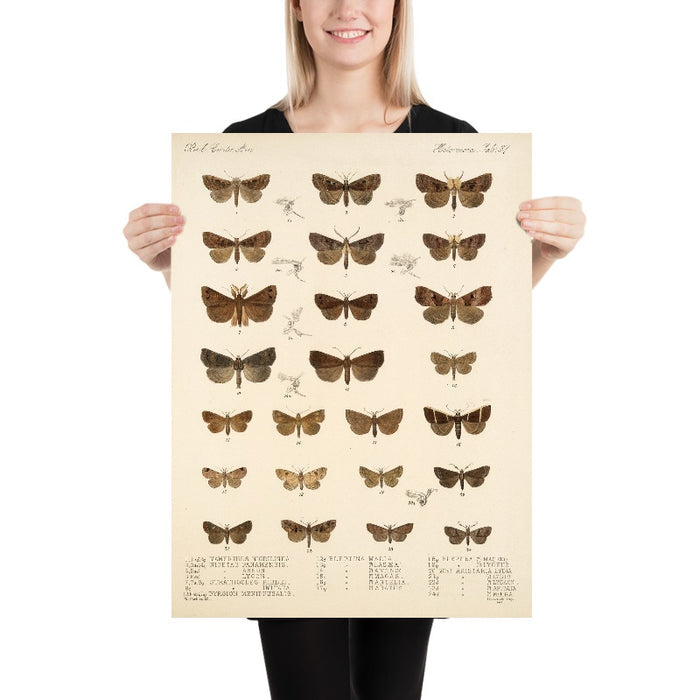 Moths (Lepidoptera-Heterocera, Plate 34) by Frederick DuCane Godman, 1879