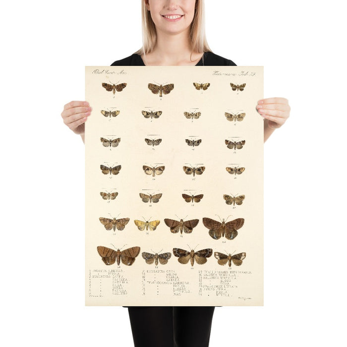 Moths (Lepidoptera: Heterocera, Plate 34) by Frederick DuCane Godman, 1879
