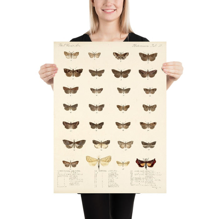 Moths (Lepidoptera-Heterocera, Plate 34) by Frederick DuCane Godman, 1879