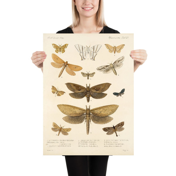 Moths (Lepidoptera-Heterocera, Plate 34) by Frederick DuCane Godman, 1879