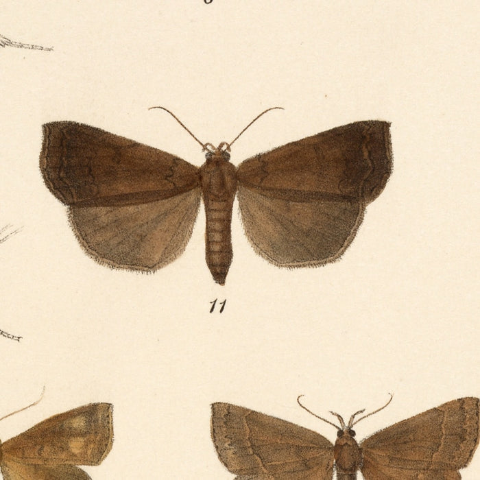 Moths (Lepidoptera-Heterocera, Plate 34) by Frederick DuCane Godman, 1879