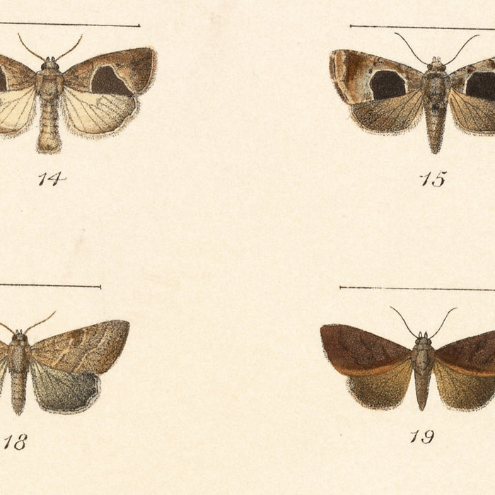 Moths (Lepidoptera: Heterocera, Plate 34) by Frederick DuCane Godman, 1879