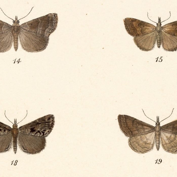 Moths (Lepidoptera-Heterocera, Plate 34) by Frederick DuCane Godman, 1879