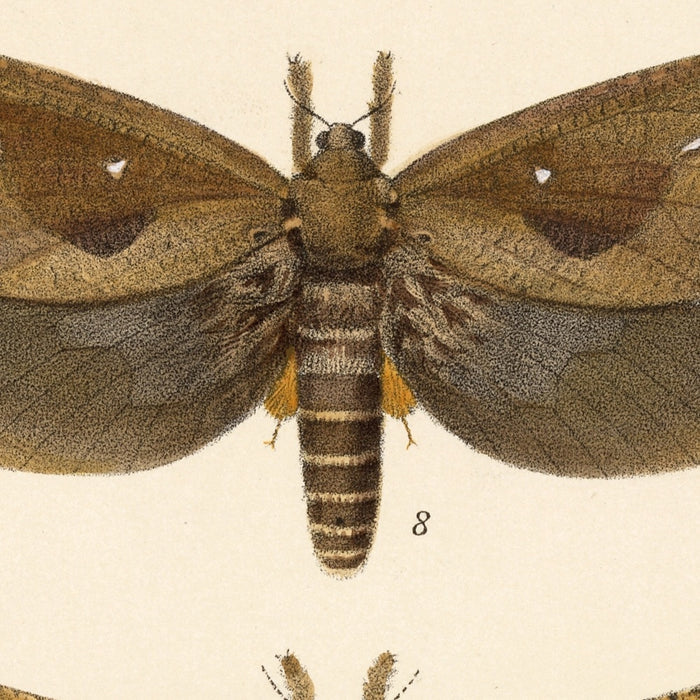 Moths (Lepidoptera-Heterocera, Plate 34) by Frederick DuCane Godman, 1879