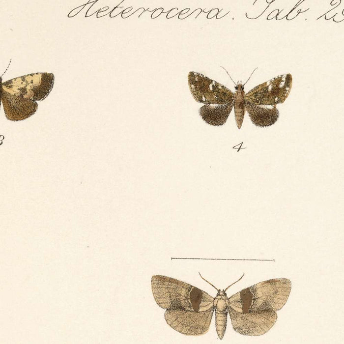 Moths (Lepidoptera: Heterocera, Plate 34) by Frederick DuCane Godman, 1879