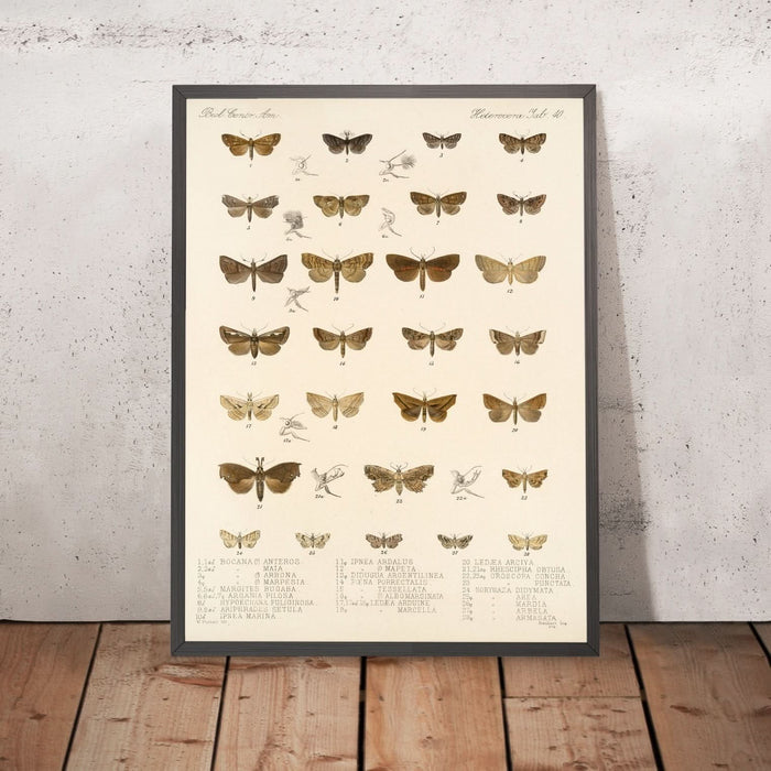 A framed image of