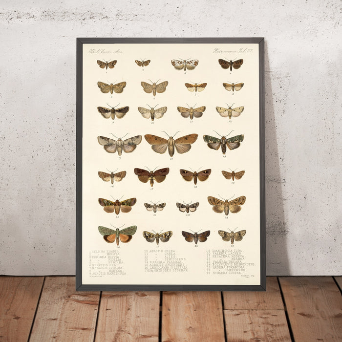 A framed image of