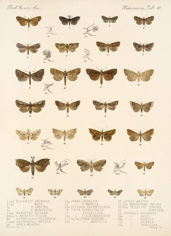 Moths (Lepidoptera-Heterocera, Plate 40) by Frederick DuCane Godman, 1879