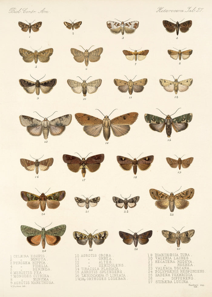 Moths (Lepidoptera: Heterocera, Plate 40) by Frederick DuCane Godman, 1879
