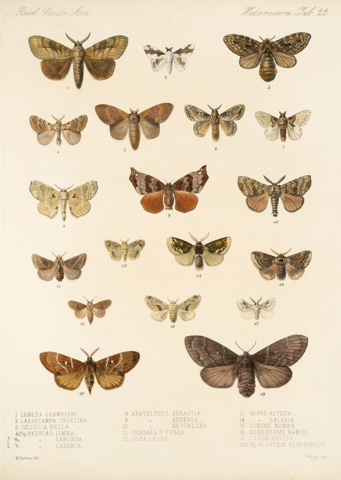 Moths (Lepidoptera: Heterocera, Plate 40) by Frederick DuCane Godman, 1879