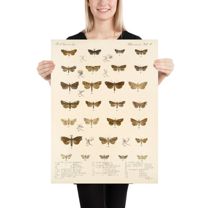 Moths (Lepidoptera-Heterocera, Plate 40) by Frederick DuCane Godman, 1879