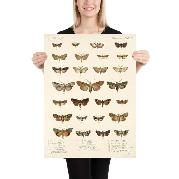 Moths (Lepidoptera: Heterocera, Plate 40) by Frederick DuCane Godman, 1879