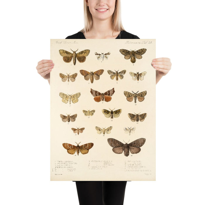 Moths (Lepidoptera: Heterocera, Plate 40) by Frederick DuCane Godman, 1879