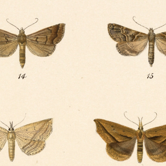 Moths (Lepidoptera-Heterocera, Plate 40) by Frederick DuCane Godman, 1879