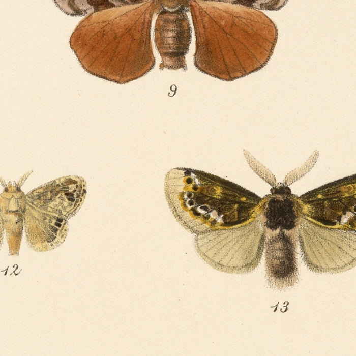 Moths (Lepidoptera: Heterocera, Plate 40) by Frederick DuCane Godman, 1879