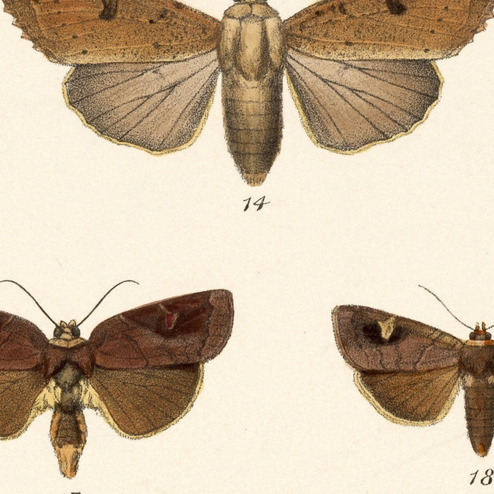 Moths (Lepidoptera: Heterocera, Plate 40) by Frederick DuCane Godman, 1879
