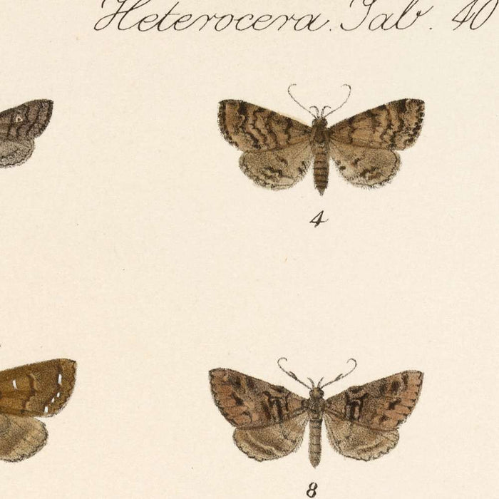 Moths (Lepidoptera-Heterocera, Plate 40) by Frederick DuCane Godman, 1879