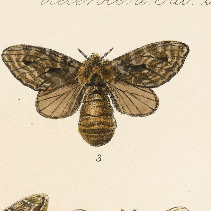 Moths (Lepidoptera: Heterocera, Plate 40) by Frederick DuCane Godman, 1879